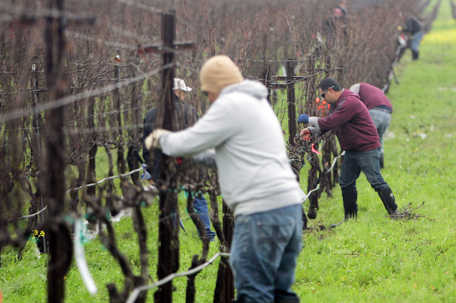 Pruning Contest